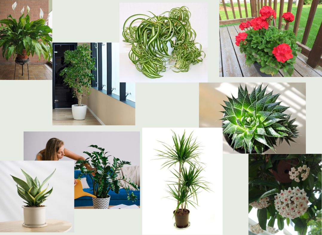 9 комнатных цветов для цветочного детокса