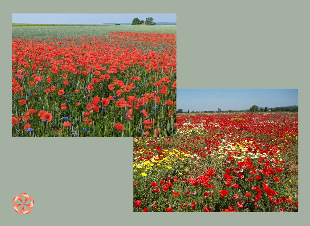 Любимые цветы как взрыв красок